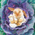 Paperproducts Design Babs The Bunny Beverage Napkin, Patti Gay, 5" x 5"