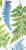 New IHR 3-Ply Paper Napkins, 16-Count Guest Size White Blue Fronds, ARWEA
