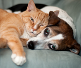 Dosage Guide for Dogs and Cats