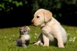 Chinese Herb for Bleeding Dog Cancers Chinese Herb for Bleeding Dog Cancers