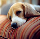 How to tell if your dog is sick