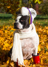 Autumn Pet Care Tips