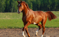 Yunnan Baiyao for horses