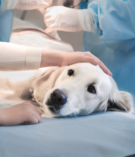 Dynamic Hemangiosarcoma Dog Treatment Scene Art Dynamic Hemangiosarcoma Dog Treatment Scene Art