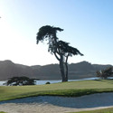 TPC Harding Park