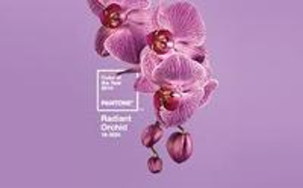 Color of the Year 2014