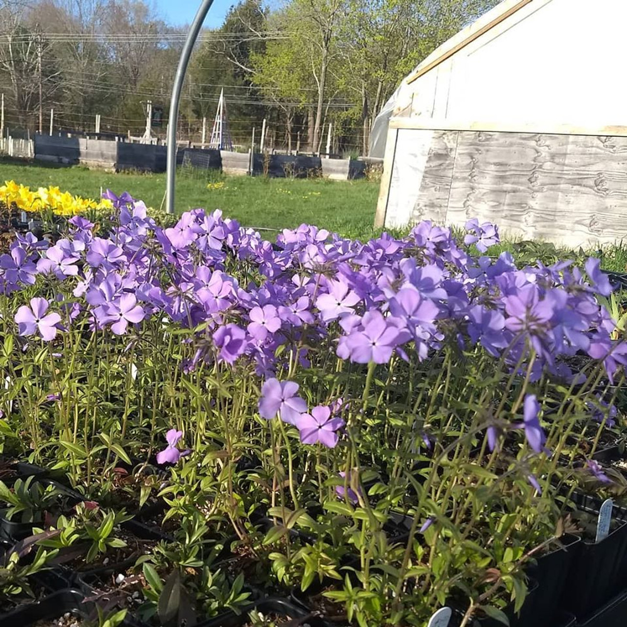 Concept Plants  Phlox divaricata 'Blue Ribbons' PP34,928