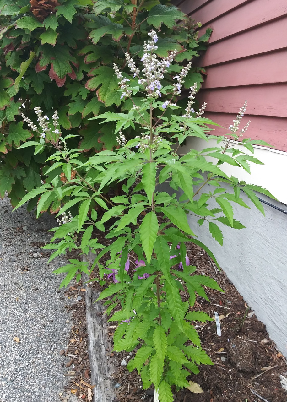 Vitex negundo var. heterophylla