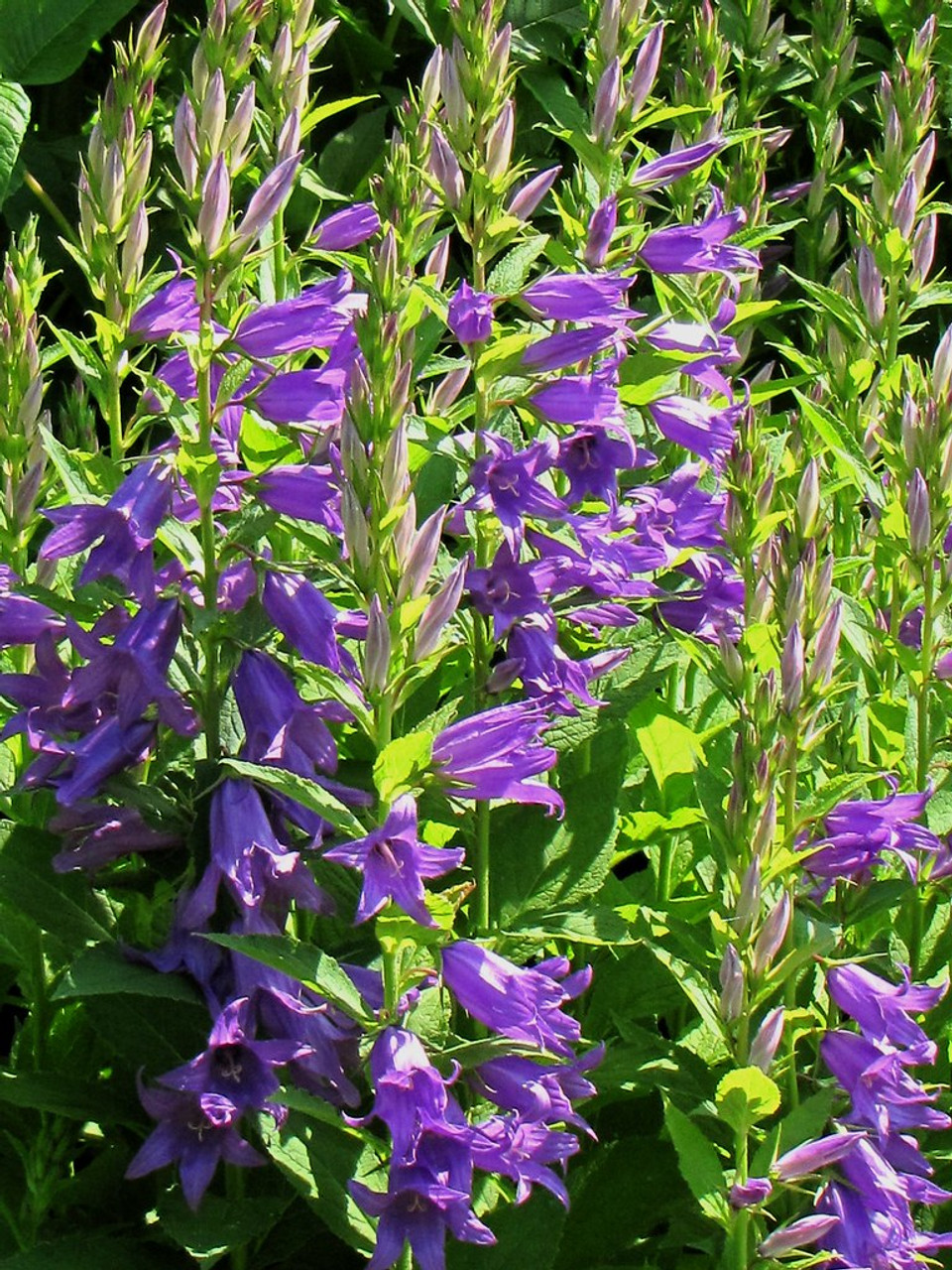 Campanula latifolia var. macrantha