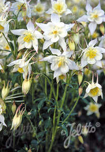 Aquilegia 'Crystal Star' Aquilegia 'Crystal Star'