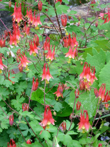 Aquilegia canadensis Aquilegia canadensis