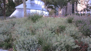 Calamintha nepeta Calamintha nepeta