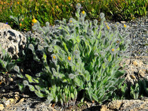 Hieracium villosum is a textural treasure Hieracium villosum is a textural treasure