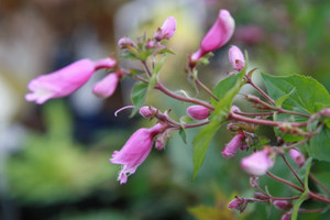 Hummingbirds and humans love Penstemon smallii Hummingbirds and humans love Penstemon smallii