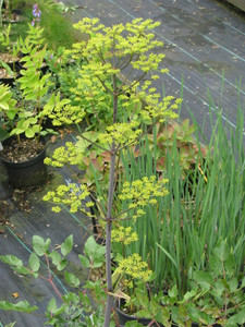 Peucedanum verticillare does everything on a grand scale Peucedanum verticillare does everything on a grand scale