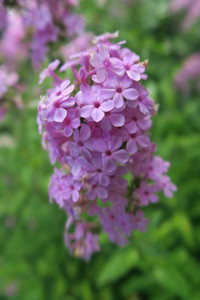 We don't know of a better Phlox paniculata than 'Jeana' We don't know of a better Phlox paniculata than 'Jeana'