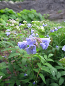 Polemonium reptans is perfect for a moist shady wildflower border or cottage garden Polemonium reptans is perfect for a moist shady wildflower border or cottage garden