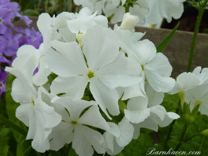 'Pale Moon' is one of our favorite forms of Primula sieboldii 'Pale Moon' is one of our favorite forms of Primula sieboldii