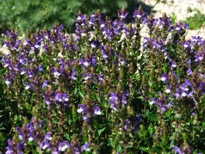Scutellaria is a dwarf skullcap with a long season of bright blue blooms