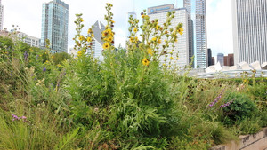 Worth planting for its foliage alone, Silphium laciniatum also is striking in flower Worth planting for its foliage alone, Silphium laciniatum also is striking in flower