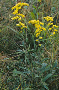 Like most goldenrods, Solidago nemoralis offers loads of glowing yellow late summer flowers and requires minimal care