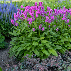 Floral displays such as this helped Stachys 'Hummelo' win Perennial of the Year honors Floral displays such as this helped Stachys 'Hummelo' win Perennial of the Year honors