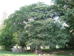 Tetradium daniellii is a 4-season tree which peaks with its midsummer bloom