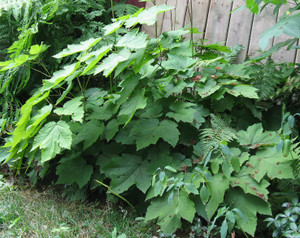 Actaea rubifolia is one of the best foliage and flowering perennials for shade Actaea rubifolia is one of the best foliage and flowering perennials for shade