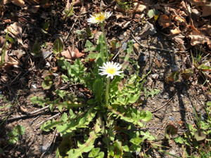 Taraxacum albidum Taraxacum albidum