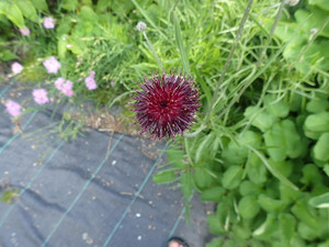 Centaura atropurpurea is one of several rare and outstanding perennials from the knapweed tribe Centaura atropurpurea is one of several rare and outstanding perennials from the knapweed tribe