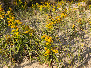 If Solidago sempervirens can thrive here, it will thrive in your roadside hellstrip If Solidago sempervirens can thrive here, it will thrive in your roadside hellstrip