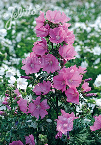 Malva alcea var. fastigiata is a  staple of sunny perennial borders Malva alcea var. fastigiata is a  staple of sunny perennial borders