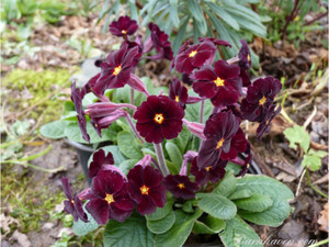 Add some sizzle to your early-season shade border with Primula Fireflies Add some sizzle to your early-season shade border with Primula Fireflies