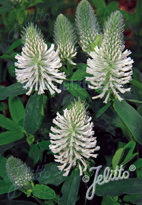 Trifolium 'Frosty Feathers' is a clover with ornamental pop Trifolium 'Frosty Feathers' is a clover with ornamental pop