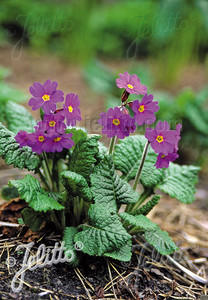 Oxlips are yellow, right? Not Primula amoena (aka Primula elatior ssp. meyeri) Oxlips are yellow, right? Not Primula amoena (aka Primula elatior ssp. meyeri)