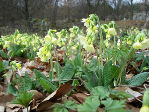 Who wouldn't want Primula elatior in their spring shade garden? Who wouldn't want Primula elatior in their spring shade garden?