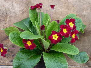 Primula vulgaris Tartan Reds offers fiery flowers for much of spring Primula vulgaris Tartan Reds offers fiery flowers for much of spring