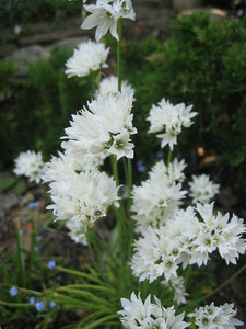 Allium ramosum is in every way superior to garlic chives Allium ramosum is in every way superior to garlic chives