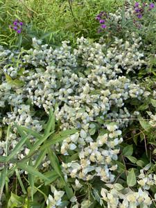 Pycnanthemum muticum Pycnanthemum muticum