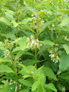 Asclepias exaltata Asclepias exaltata