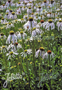 Echinacea pallida 'Hula Dancer' is skirted in white Echinacea pallida 'Hula Dancer' is skirted in white