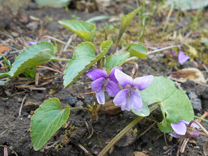 Viola jooi is a darling little thing Viola jooi is a darling little thing