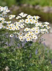 The little white daisies of Tanacetum corymbosum are a picture in the late spring garden The little white daisies of Tanacetum corymbosum are a picture in the late spring garden