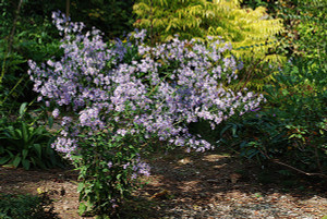 Aster shortii is a knockout in the late-season shade border Aster shortii is a knockout in the late-season shade border
