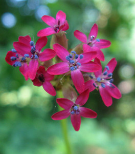 The flowers of Silene asterias are equally fascinating close-up The flowers of Silene asterias are equally fascinating close-up