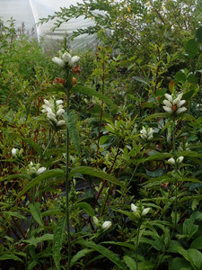 The flowers of Chelone glabra resemble white turtleheads The flowers of Chelone glabra resemble white turtleheads