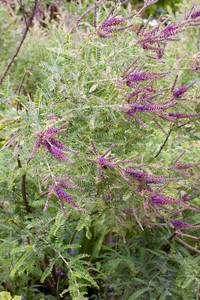 The plumy flowers and feathery foliage of Amorpha nana are irresistible The plumy flowers and feathery foliage of Amorpha nana are irresistible