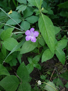 Ruellia strepens Ruellia strepens