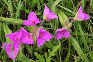 Tradescantia bracteata packs a lot of flower power into a little package Tradescantia bracteata packs a lot of flower power into a little package