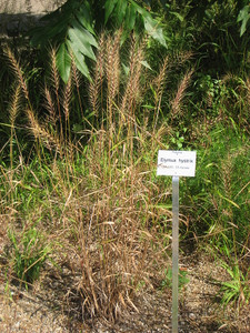 Hystrix patula is one of the few grasses that likes shade